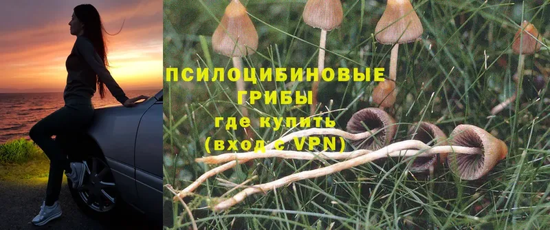 Псилоцибиновые грибы MAGIC MUSHROOMS  купить наркотик  Егорьевск 